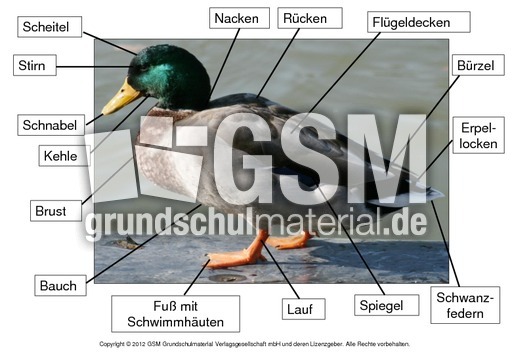 Stockente-Körperbau.pdf